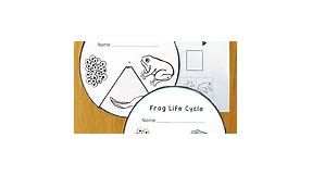 🐸 24 Life Cycle of a Frog for Kids Resources