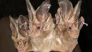 California Leaf-nosed Bat Monitoring