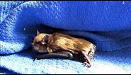 Big Brown Bats of Cuteness