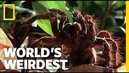 World's Biggest Spider | World's Weirdest