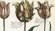 History of the Tulip: From Turkish Love Affair to Dutch Tulipmania Obsession