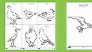 Bird Colouring Sheets