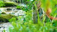 Moss covered rock surrounded by greenery - Free Stock Video