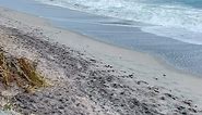 Today’s 30 second beach break brings you a cool sky. #jupiter #jupiterflorida #jupiterbeach #jupiterdogbeach #southflorida #southfloridabeaches #thepalmbeaches #visitflorida #junobeach #floridalife #floridabeaches #travel #beach #beachlife #saltlife #ocean #oceanlife #atlanticocean #todayatjupiterbeach #today #todayatthebeach #lovethepalmbeaches #todays30secondbeachbreak #eastcoastshelling #nixpix | Nixpix