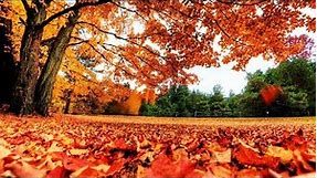 Naturaleza hermosa, El color del otoño |Landscapes| música y relajación