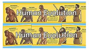 Human Evolution Timeline