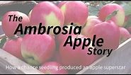 From Chance Seedling to Apple Stardom: The Ambrosia Apple Story
