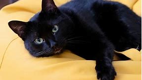 Black Cat Names: 500  Best Names for Black Kittens