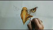 Easy! How to Draw a Bald Eagle Face