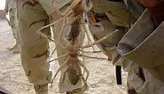 7 Incredible Camel Spider Facts (That Will Probably Creep You Out)