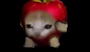 Sad apple cat be running