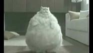 Fat Cat Exercise Dance
