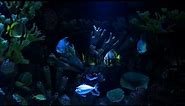 Deep Blue Aquarium Ambience 4K | Calming Underwater Sounds ASMR | 10 Hour Natural White Noise