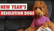 New Year's Resolution Dogs Video Compilation 2017