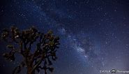 Joshua Tree Under the Milky Way