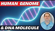 Human Genome Project & The DNA Molecule Explained