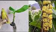 How to grow a banana tree from a banana
