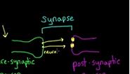 Long term potentiation and synaptic plasticity
