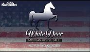 2023 White Deer Morgan Horse Sale - Sale Time!