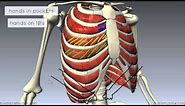 Muscles of the Thoracic Wall - 3D Anatomy Tutorial