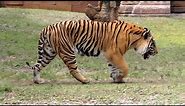 Bengal Tiger Roar and Grooming in HD - Captivating Beauty