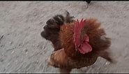 Angry Rooster Crowing in Anger Attacking on Me For his Hen in My Captivity