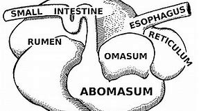 Digestive Systems of Livestock: Anatomy