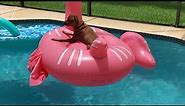 Zuma 2019 Pink Flamingo Pool Float