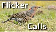 Northern Flicker Calls Explained (4 Sounds & What They Tell You)