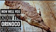 Orinoco Crocodile || Description, Characteristics and Facts!