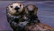 Why Sea Otters Hold Hands & Wrap Pups in Seaweed