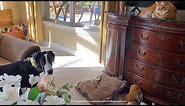 4 Month Old Great Dane Puppy Is Learning To Respect The Cat