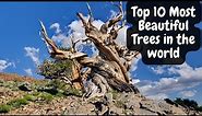 Top 10 Most Beautiful Trees in The World