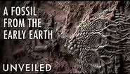 Did Scientists Just Discover The Oldest Fossil Of All Time? | Unveiled