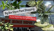 Big Box Store Plant Shopping Home Depot Plants for Your Plant Collection