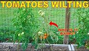 Why Are My Tomato Plants DYING? Managing Tomato Wilt Disease