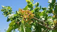 How To Plant and Grow Pistachio Trees