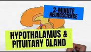 2-Minute Neuroscience: Hypothalamus & Pituitary Gland