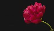 Blooming flower on black background - Free Stock Video