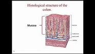 8 Histology of large intestine and appendix