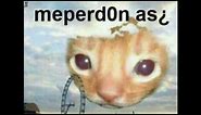 #meperdonas? #meme #triste #sad #gatitos | me perdonas gato meme