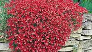 Outsidepride 1000 Seeds Perennial Aubrieta Cascade Red Ground Cover Seeds for Planting
