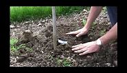 How to Plant a Grape Vine - Gurney's Video