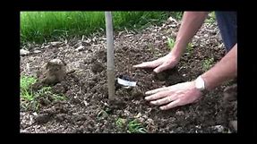 How to Plant a Grape Vine - Gurney's Video