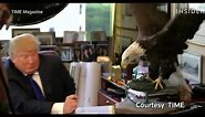 Trump gets attacked by bald eagle