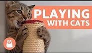 The Best Ways to PLAY with Your CAT 🐱 Toys and Games
