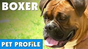 Boxer Pet Profile | Bondi Vet