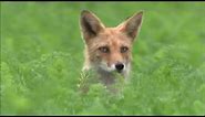 Red Fox Documentary