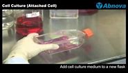 Cell Culture (Attached Cell)