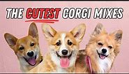 15 Cutest Corgi Mixes That Will Melt Your Heart